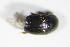  ( - BFB_Col_FK_9274)  @12 [ ] CreativeCommons - Attribution Non-Commercial Share-Alike (2015) Unspecified SNSB, Zoologische Staatssammlung Muenchen