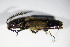  ( - BFB_Col_FK_9300)  @11 [ ] CreativeCommons - Attribution Non-Commercial Share-Alike (2015) Unspecified SNSB, Zoologische Staatssammlung Muenchen