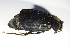  ( - BFB_Col_FK_9303)  @13 [ ] CreativeCommons - Attribution Non-Commercial Share-Alike (2015) Unspecified SNSB, Zoologische Staatssammlung Muenchen