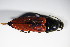  ( - BFB_Col_FK_9305)  @12 [ ] CreativeCommons - Attribution Non-Commercial Share-Alike (2015) Unspecified SNSB, Zoologische Staatssammlung Muenchen