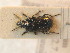  ( - BCZSM_COLA_01332)  @12 [ ] CreativeCommons - Attribution Non-Commercial Share-Alike (2012) Zoologische Staatssammlung Muenchen SNSB, Zoologische Staatssammlung Muenchen