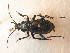  ( - BCZSM_COLA_01351)  @13 [ ] CreativeCommons - Attribution Non-Commercial Share-Alike (2012) Zoologische Staatssammlung Muenchen SNSB, Zoologische Staatssammlung Muenchen