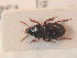  ( - BCZSM_COLA_01374)  @12 [ ] CreativeCommons - Attribution Non-Commercial Share-Alike (2012) Zoologische Staatssammlung Muenchen SNSB, Zoologische Staatssammlung Muenchen