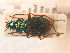  ( - BCZSM_COLA_01548)  @13 [ ] CreativeCommons - Attribution Non-Commercial Share-Alike (2012) Zoologische Staatssammlung Muenchen SNSB, Zoologische Staatssammlung Muenchen