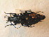  (Carabus scheidleri - BCZSM_COLA_01581)  @14 [ ] CreativeCommons - Attribution Non-Commercial Share-Alike (2012) Zoologische Staatssammlung Muenchen SNSB, Zoologische Staatssammlung Muenchen