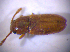  ( - BFB_Col_FK_6657)  @11 [ ] CreativeCommons - Attribution Non-Commercial Share-Alike (2015) Unspecified SNSB, Zoologische Staatssammlung Muenchen