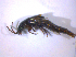  ( - BFB_Col_FK_6686)  @12 [ ] CreativeCommons - Attribution Non-Commercial Share-Alike (2015) Unspecified SNSB, Zoologische Staatssammlung Muenchen