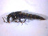 ( - BFB_Col_FK_6687)  @12 [ ] CreativeCommons - Attribution Non-Commercial Share-Alike (2015) Unspecified SNSB, Zoologische Staatssammlung Muenchen