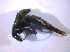  ( - BFB_Col_FK_6690)  @12 [ ] CreativeCommons - Attribution Non-Commercial Share-Alike (2015) Unspecified SNSB, Zoologische Staatssammlung Muenchen