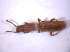  ( - BFB_Col_FK_6697)  @12 [ ] CreativeCommons - Attribution Non-Commercial Share-Alike (2015) Unspecified SNSB, Zoologische Staatssammlung Muenchen