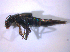  ( - BFB_Col_FK_6701)  @12 [ ] CreativeCommons - Attribution Non-Commercial Share-Alike (2015) Unspecified SNSB, Zoologische Staatssammlung Muenchen