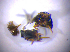  ( - BFB_Col_FK_6704)  @11 [ ] CreativeCommons - Attribution Non-Commercial Share-Alike (2015) Unspecified SNSB, Zoologische Staatssammlung Muenchen