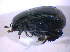  ( - BFB_Col_FK_6713)  @11 [ ] CreativeCommons - Attribution Non-Commercial Share-Alike (2015) Unspecified SNSB, Zoologische Staatssammlung Muenchen