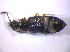  ( - BFB_Col_FK_6730)  @12 [ ] CreativeCommons - Attribution Non-Commercial Share-Alike (2015) Unspecified SNSB, Zoologische Staatssammlung Muenchen