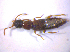  ( - BFB_Col_FK_6736)  @12 [ ] CreativeCommons - Attribution Non-Commercial Share-Alike (2015) Unspecified SNSB, Zoologische Staatssammlung Muenchen