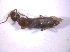  ( - BFB_Col_FK_6737)  @12 [ ] CreativeCommons - Attribution Non-Commercial Share-Alike (2015) Unspecified SNSB, Zoologische Staatssammlung Muenchen