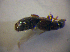  ( - BFB_Col_FK_6768)  @11 [ ] CreativeCommons - Attribution Non-Commercial Share-Alike (2015) Unspecified SNSB, Zoologische Staatssammlung Muenchen