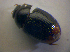  ( - BFB_Col_FK_6771)  @11 [ ] CreativeCommons - Attribution Non-Commercial Share-Alike (2015) Unspecified SNSB, Zoologische Staatssammlung Muenchen