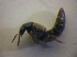  ( - BFB_Col_FK_6798)  @11 [ ] CreativeCommons - Attribution Non-Commercial Share-Alike (2015) Unspecified SNSB, Zoologische Staatssammlung Muenchen