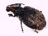  (Otiorhynchus austriacus - BFB_Col_FK_7157)  @12 [ ] CreativeCommons - Attribution Non-Commercial Share-Alike (2015) Unspecified SNSB, Zoologische Staatssammlung Muenchen