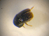  ( - BFB_Col_FK_7519)  @11 [ ] CreativeCommons - Attribution Non-Commercial Share-Alike (2015) Unspecified SNSB, Zoologische Staatssammlung Muenchen