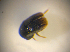  ( - BFB_Col_FK_7519)  @11 [ ] CreativeCommons - Attribution Non-Commercial Share-Alike (2015) Unspecified SNSB, Zoologische Staatssammlung Muenchen