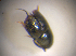  ( - BFB_Col_FK_7520)  @11 [ ] CreativeCommons - Attribution Non-Commercial Share-Alike (2015) Unspecified SNSB, Zoologische Staatssammlung Muenchen