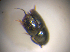  ( - BFB_Col_FK_7520)  @11 [ ] CreativeCommons - Attribution Non-Commercial Share-Alike (2015) Unspecified SNSB, Zoologische Staatssammlung Muenchen