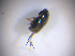  ( - BFB_Col_FK_7532)  @11 [ ] CreativeCommons - Attribution Non-Commercial Share-Alike (2015) Unspecified SNSB, Zoologische Staatssammlung Muenchen