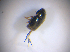  ( - BFB_Col_FK_7532)  @11 [ ] CreativeCommons - Attribution Non-Commercial Share-Alike (2015) Unspecified SNSB, Zoologische Staatssammlung Muenchen
