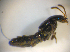  ( - BFB_Col_FK_7543)  @11 [ ] CreativeCommons - Attribution Non-Commercial Share-Alike (2015) Unspecified SNSB, Zoologische Staatssammlung Muenchen