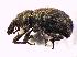  (Tropiphorus - BFB_Col_FK_7606)  @14 [ ] CreativeCommons - Attribution Non-Commercial Share-Alike (2015) Unspecified SNSB, Zoologische Staatssammlung Muenchen