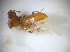  ( - BFB_Col_FK_7711)  @11 [ ] CreativeCommons - Attribution Non-Commercial Share-Alike (2015) Unspecified SNSB, Zoologische Staatssammlung Muenchen