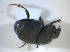  ( - BFB_Col_FK_7718)  @11 [ ] CreativeCommons - Attribution Non-Commercial Share-Alike (2015) Unspecified SNSB, Zoologische Staatssammlung Muenchen