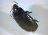  ( - BFB_Col_FK_7719)  @13 [ ] CreativeCommons - Attribution Non-Commercial Share-Alike (2015) Unspecified SNSB, Zoologische Staatssammlung Muenchen
