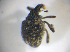  ( - BFB_Col_FK_7723)  @11 [ ] CreativeCommons - Attribution Non-Commercial Share-Alike (2015) Unspecified SNSB, Zoologische Staatssammlung Muenchen