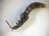  ( - BFB_Col_FK_7738)  @11 [ ] CreativeCommons - Attribution Non-Commercial Share-Alike (2015) Unspecified SNSB, Zoologische Staatssammlung Muenchen