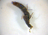 ( - BFB_Col_FK_7739)  @11 [ ] CreativeCommons - Attribution Non-Commercial Share-Alike (2015) Unspecified SNSB, Zoologische Staatssammlung Muenchen