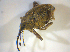  ( - BFB_Col_FK_7744)  @11 [ ] CreativeCommons - Attribution Non-Commercial Share-Alike (2015) Unspecified SNSB, Zoologische Staatssammlung Muenchen