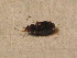  ( - BCZSM_COLA_01627)  @11 [ ] CreativeCommons - Attribution Non-Commercial Share-Alike (2015) Unspecified SNSB, Zoologische Staatssammlung Muenchen