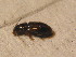  ( - BCZSM_COLA_01642)  @12 [ ] CreativeCommons - Attribution Non-Commercial Share-Alike (2015) Unspecified SNSB, Zoologische Staatssammlung Muenchen