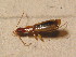  ( - BCZSM_COLA_01677)  @12 [ ] CreativeCommons - Attribution Non-Commercial Share-Alike (2015) Unspecified SNSB, Zoologische Staatssammlung Muenchen