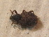  ( - BCZSM_COLA_01724)  @12 [ ] CreativeCommons - Attribution Non-Commercial Share-Alike (2015) Unspecified SNSB, Zoologische Staatssammlung Muenchen