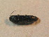  ( - BCZSM_COLA_01728)  @12 [ ] CreativeCommons - Attribution Non-Commercial Share-Alike (2015) Unspecified SNSB, Zoologische Staatssammlung Muenchen