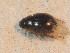  ( - BCZSM_COLA_01746)  @13 [ ] CreativeCommons - Attribution Non-Commercial Share-Alike (2015) Unspecified SNSB, Zoologische Staatssammlung Muenchen