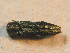  ( - BCZSM_COLA_01759)  @11 [ ] CreativeCommons - Attribution Non-Commercial Share-Alike (2015) Unspecified SNSB, Zoologische Staatssammlung Muenchen