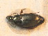  ( - BCZSM_COLA_01778)  @11 [ ] CreativeCommons - Attribution Non-Commercial Share-Alike (2015) Unspecified SNSB, Zoologische Staatssammlung Muenchen
