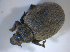  ( - BFB_Col_FK_8188)  @11 [ ] CreativeCommons - Attribution Non-Commercial Share-Alike (2015) Unspecified SNSB, Zoologische Staatssammlung Muenchen