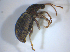  ( - BFB_Col_FK_8195)  @12 [ ] CreativeCommons - Attribution Non-Commercial Share-Alike (2015) Unspecified SNSB, Zoologische Staatssammlung Muenchen