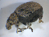  ( - BFB_Col_FK_8213)  @12 [ ] CreativeCommons - Attribution Non-Commercial Share-Alike (2015) Unspecified SNSB, Zoologische Staatssammlung Muenchen